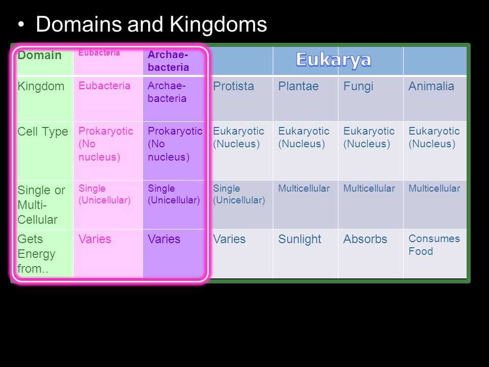 Domains and Kingdoms Worksheet Along with This Powerpoint is One Small Part Of My Taxonomy and Classification