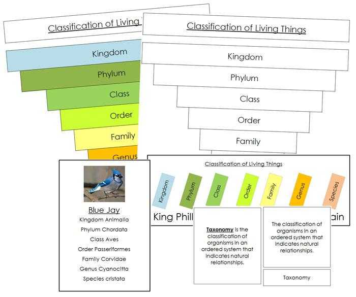 Domains and Kingdoms Worksheet Also Six Kingdoms Classification Chart Thinkpawsitive