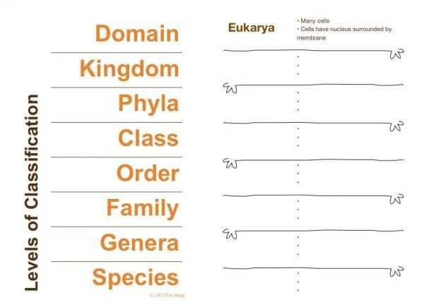 Domains and Kingdoms Worksheet and 70 Best Classification & Taxonomy Images On Pinterest