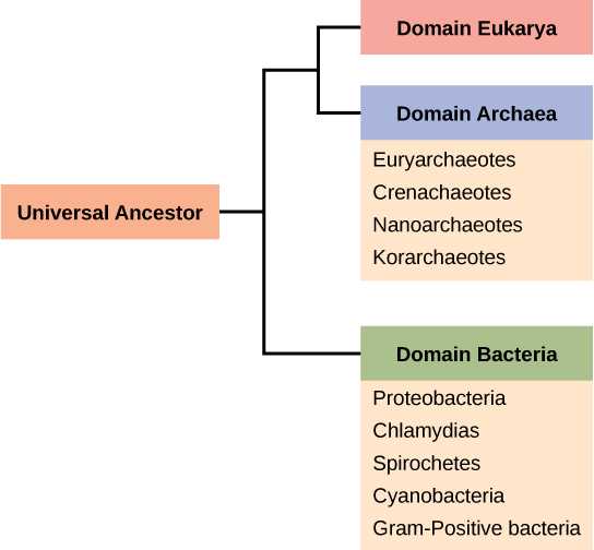 Domains and Kingdoms Worksheet with Prokaryote Classification and Diversity Article