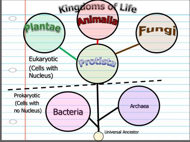 Domains and Kingdoms Worksheet with Taxonomy and Classification Lesson Powerpoint