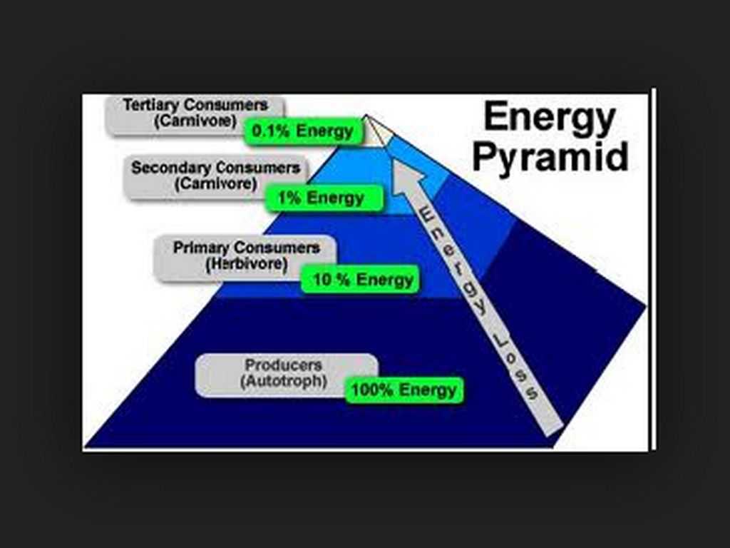 Energy Pyramid Worksheet together with Trophic Levels by ashleybroocks