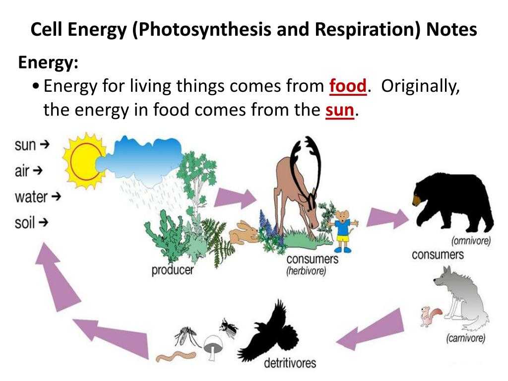 Energy Transfer In Living organisms Worksheet Also Ppt Cell Energy Synthesis and Respiration Notes Ene
