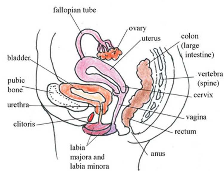Female Reproductive System Worksheet Along with Antenatal Care Module 3 Anatomy and Physiology Of the Female