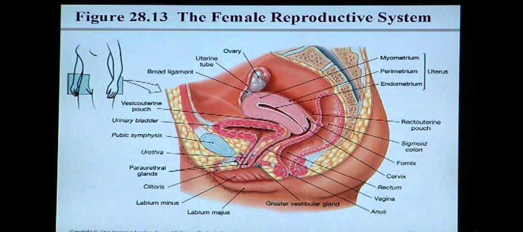 Female Reproductive System Worksheet Along with Großzügig Anatomy and Physiology Urinary System Pdf Bilder