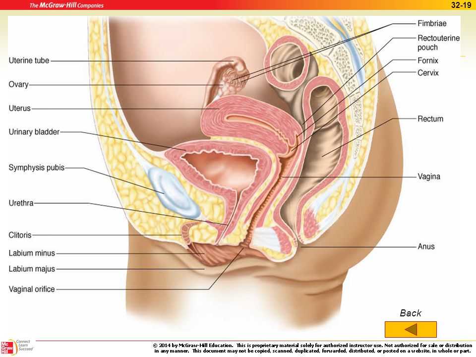 Female Reproductive System Worksheet Also the Reproductive System Ppt