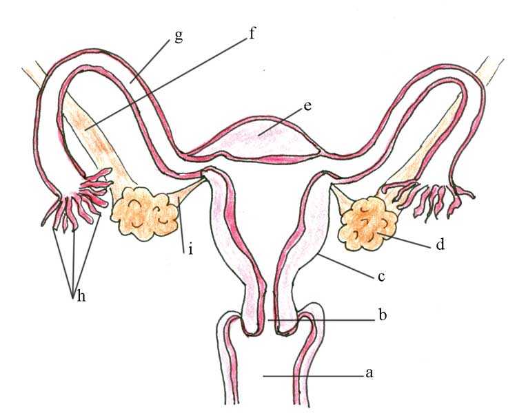 Female Reproductive System Worksheet and Antenatal Care Module 3 Anatomy and Physiology Of the Female