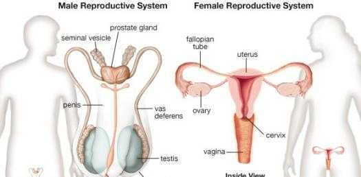 Female Reproductive System Worksheet and Male & Female Reproductive System Quiz Proprofs Quiz