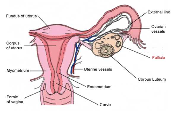 Female Reproductive System Worksheet or Anatomy Female Reproductive System