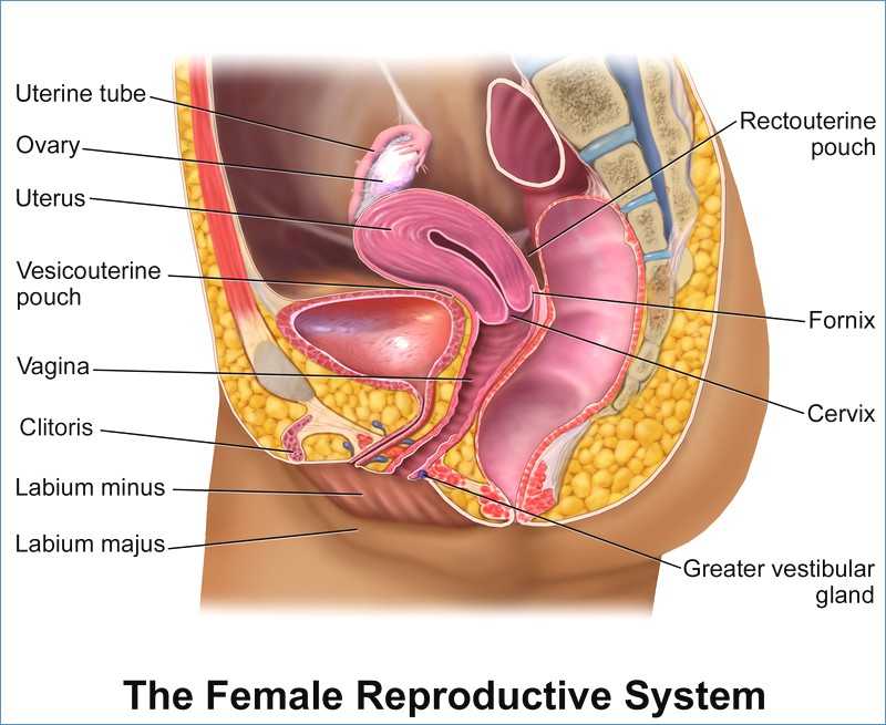Female Reproductive System Worksheet or Female organs Diagram