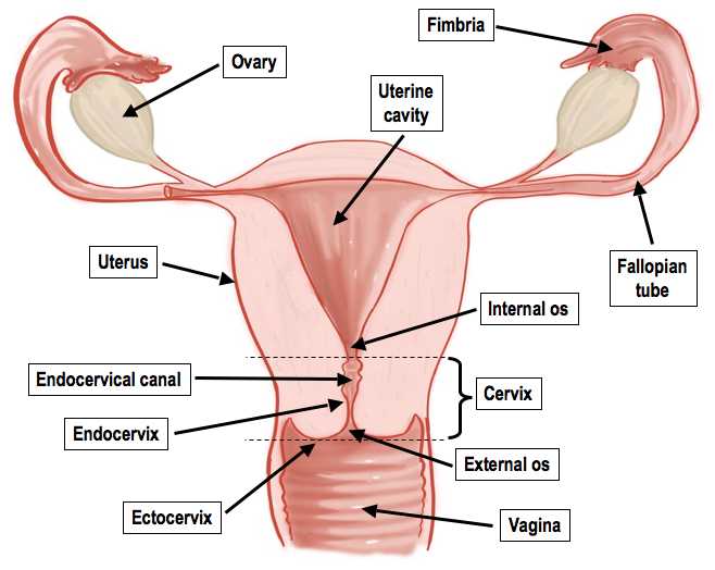 Female Reproductive System Worksheet together with Female Reproductive System Anatomy and Physiology