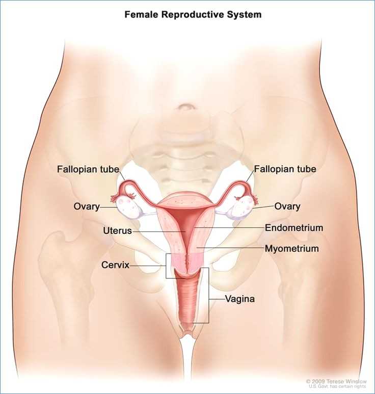 Female Reproductive System Worksheet with Female Anatomy