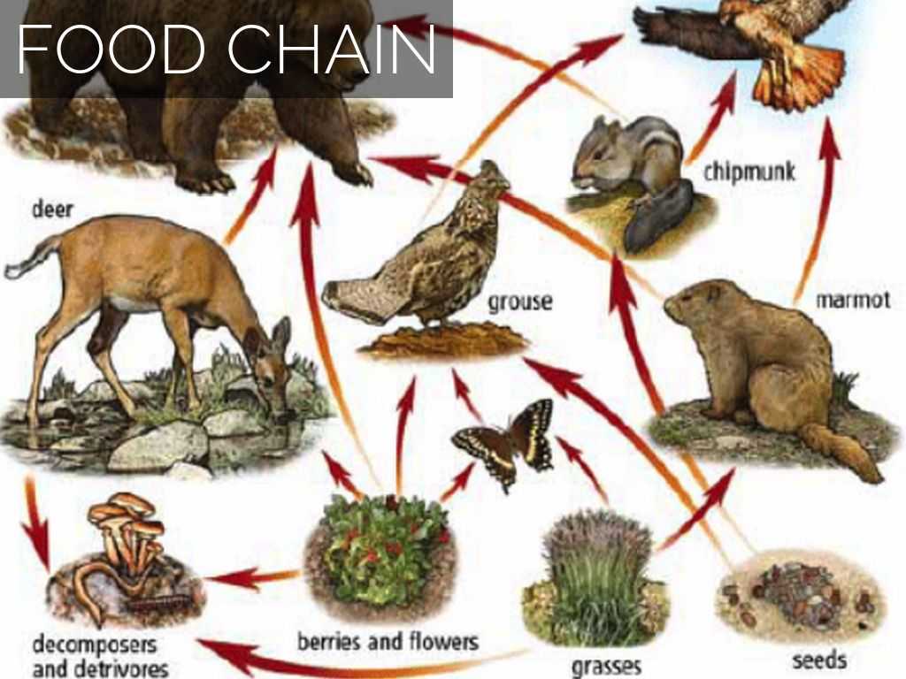 Food Chain Worksheet Along with Lynx Food Web Galleryhip the Hippest Pics