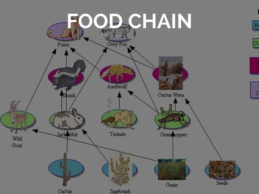 Food Chain Worksheet Answers together with Deciduous forest by Charlie Hopf