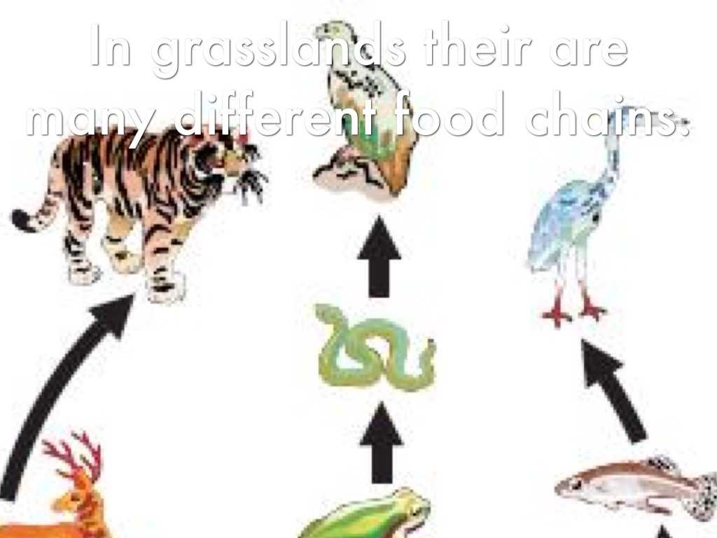 Food Webs and Food Chains Worksheet Also Grasslands by Joshua Mccormack