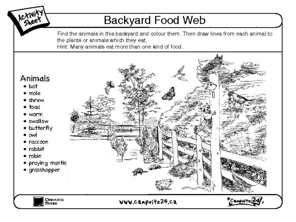 Food Webs and Food Chains Worksheet Also the Rainforest for Kindergarten Coloring Worksheets
