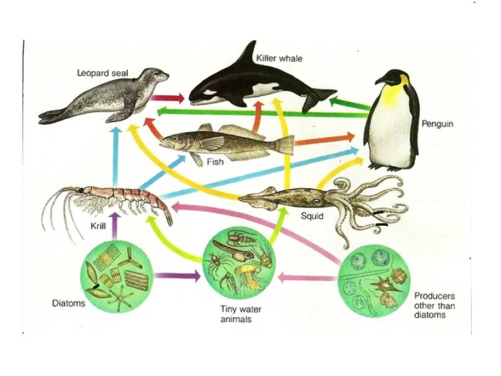Food Webs and Food Chains Worksheet as Well as Food Chain Videos