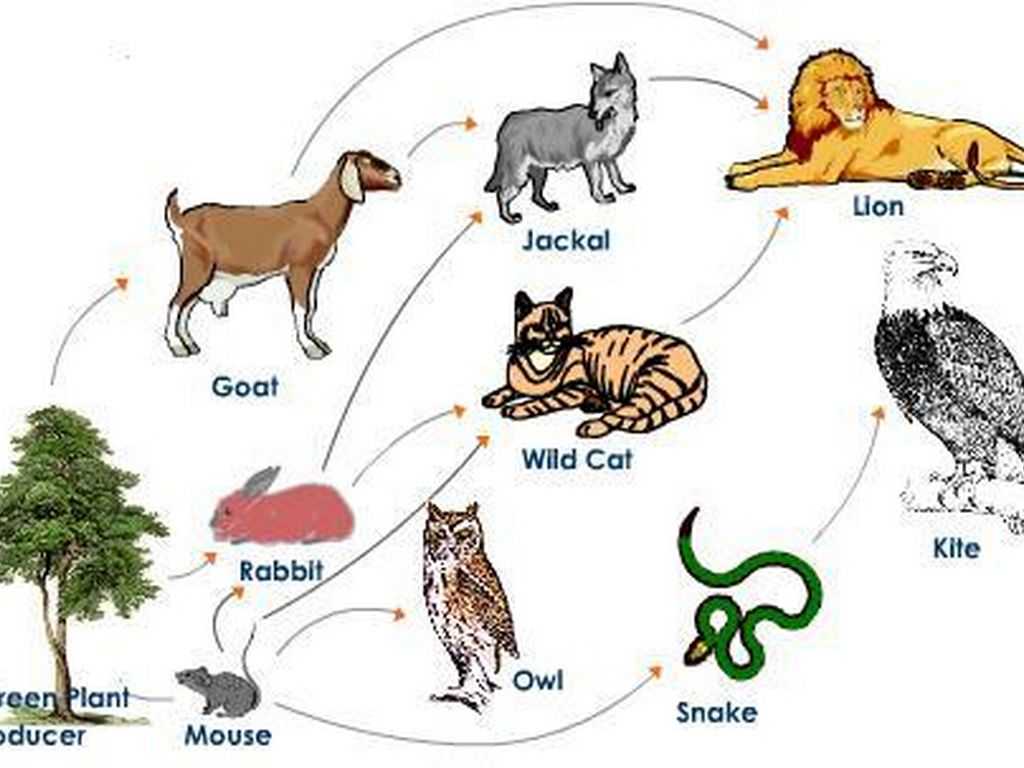 Food Webs and Food Chains Worksheet together with Environmental Science Quiz by Oshuadelossantos
