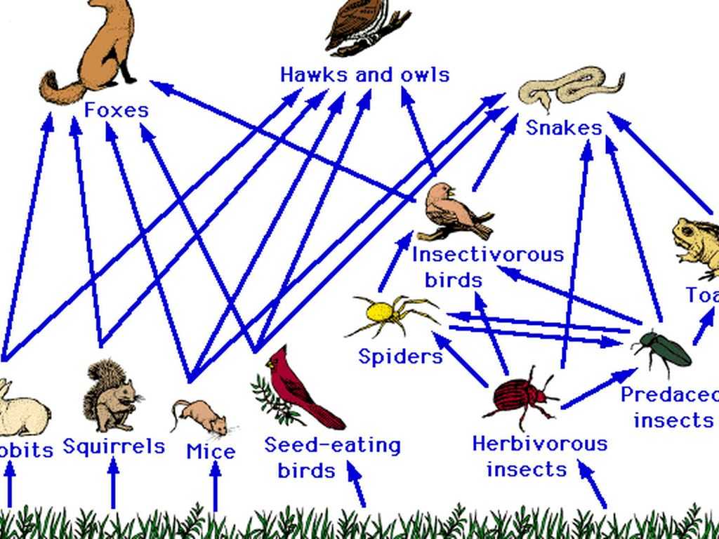 Food Webs and Food Chains Worksheet together with What Eats A Owl In A Food Chain Galleryhip the Hip