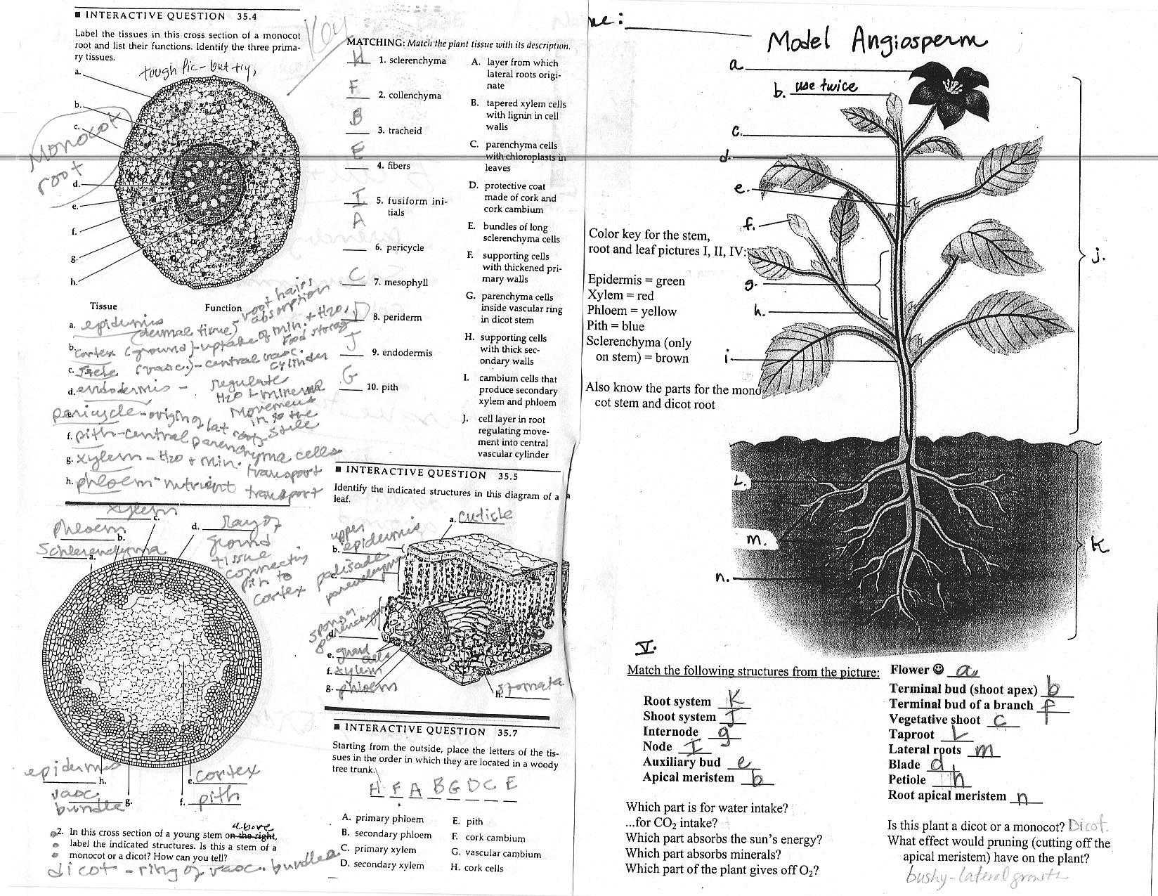 Free Health Worksheets for Elementary and Ungewöhnlich High School Anatomy and Physiology Worksheets Galerie
