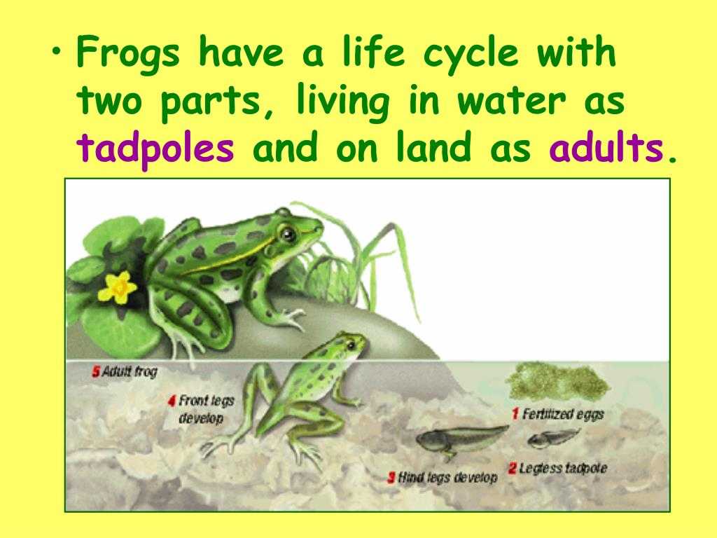 Frog Dissection Worksheet as Well as Frog Life Cycle Powerpoint Bing Images