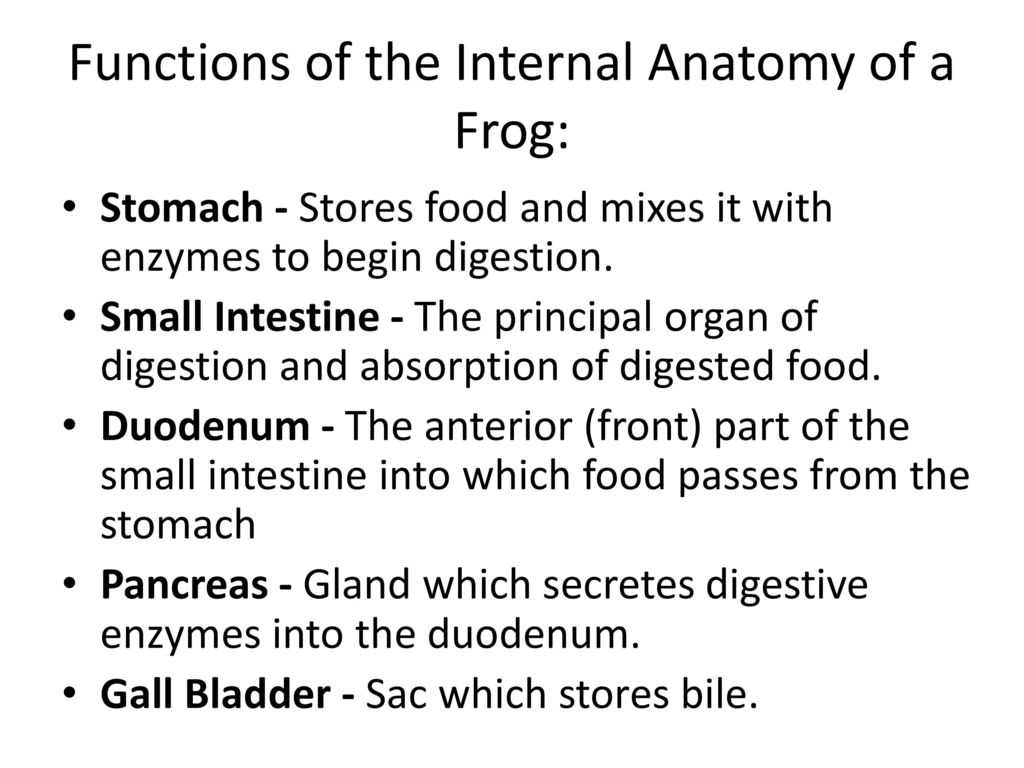 Frog Dissection Worksheet or Frog Body Parts and Functions Ppt