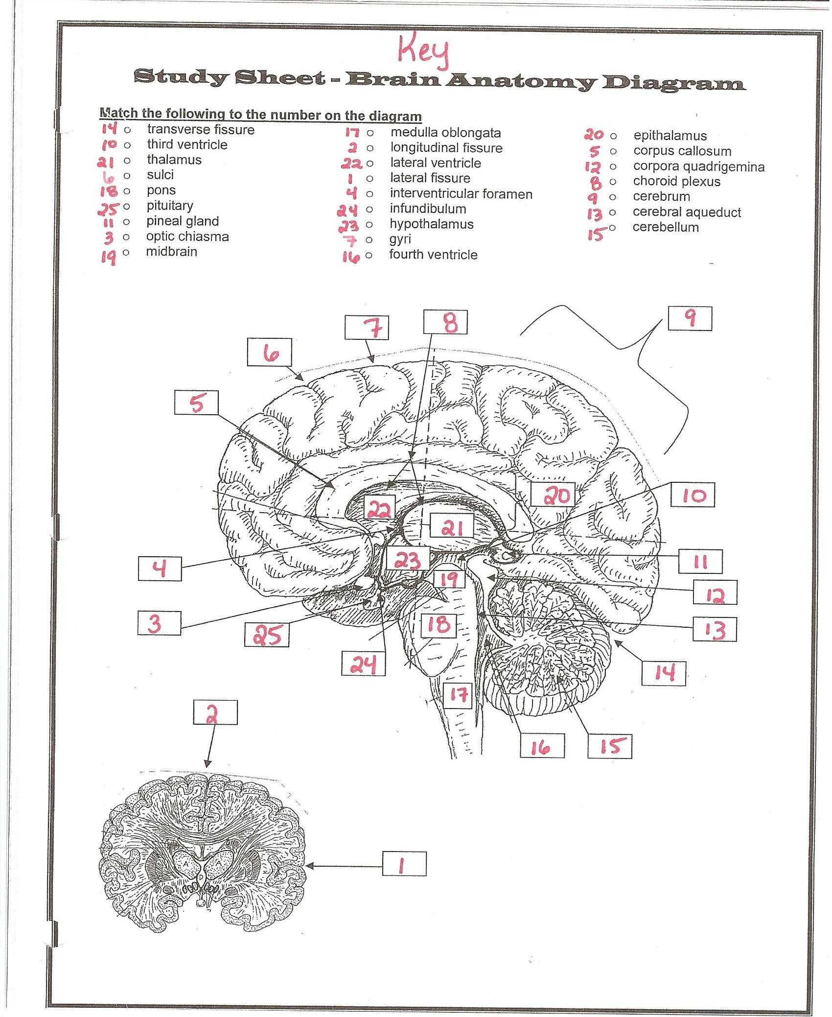 Functions Worksheet with Answers Along with tolle Brain Parts and Functions Diagram Galerie Physiologie Von