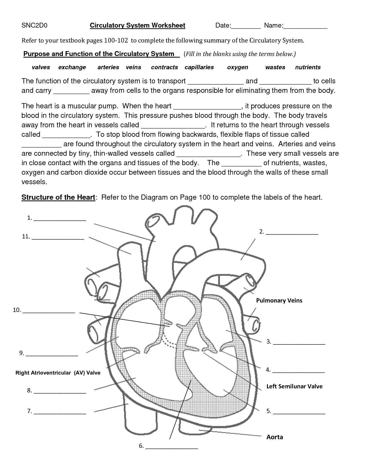 Functions Worksheet with Answers together with Circulatory System Worksheet Worksheet