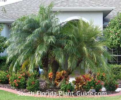 Growing Media for Landscape Plants Worksheet Also 43 Best south Florida Gardening Zone 10 Images On Pinterest
