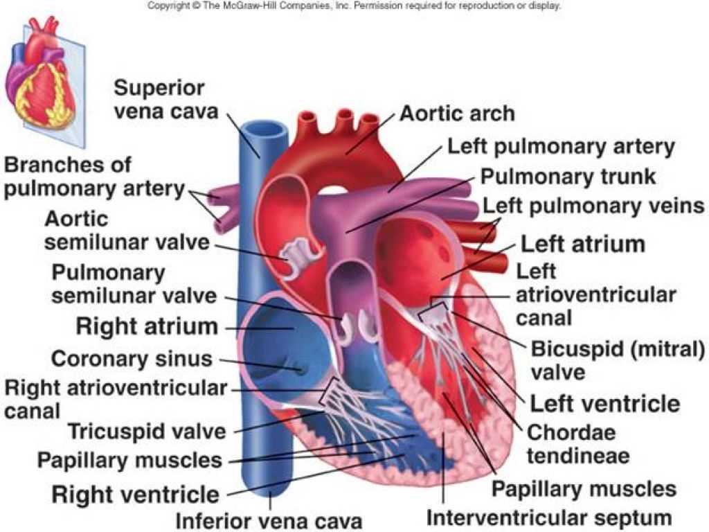 Heart Valves And The Cardiac Cycle Worksheet Answers