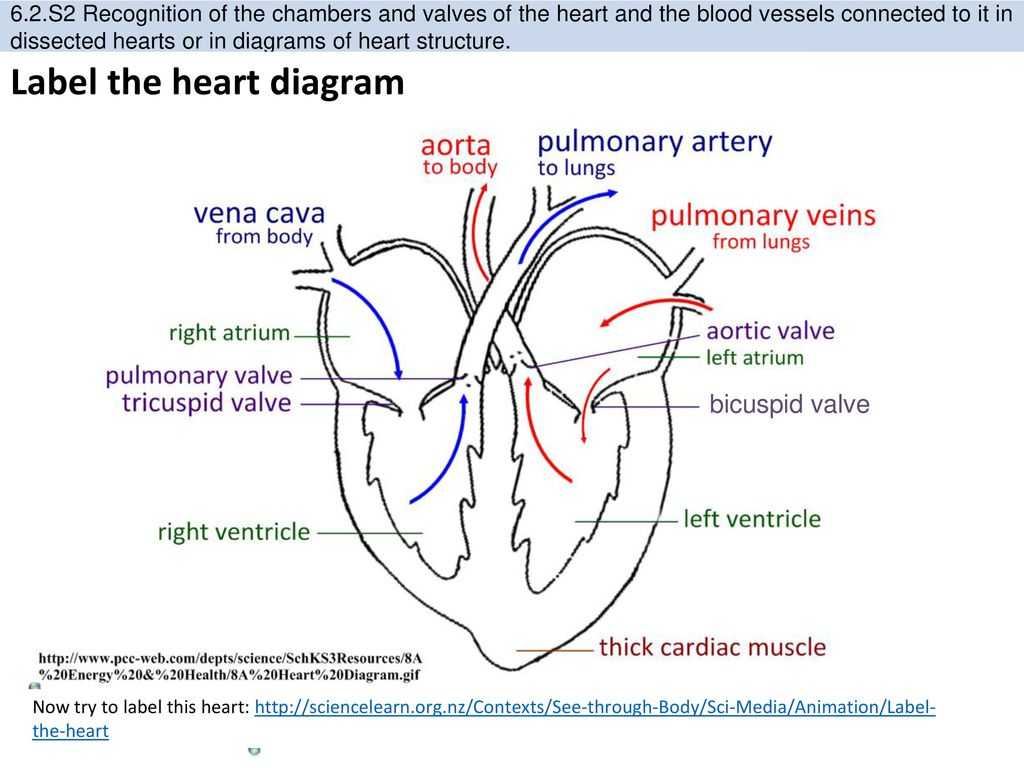 Heart Valves and the Cardiac Cycle Worksheet Answers Also 11 Interesting Facts About the Human Heart Ppt