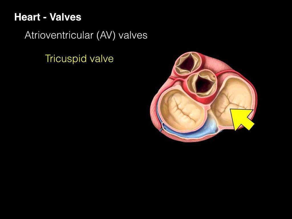 Heart Valves and the Cardiac Cycle Worksheet Answers as Well as Download Heart Valves 1239 Mirabellamp3