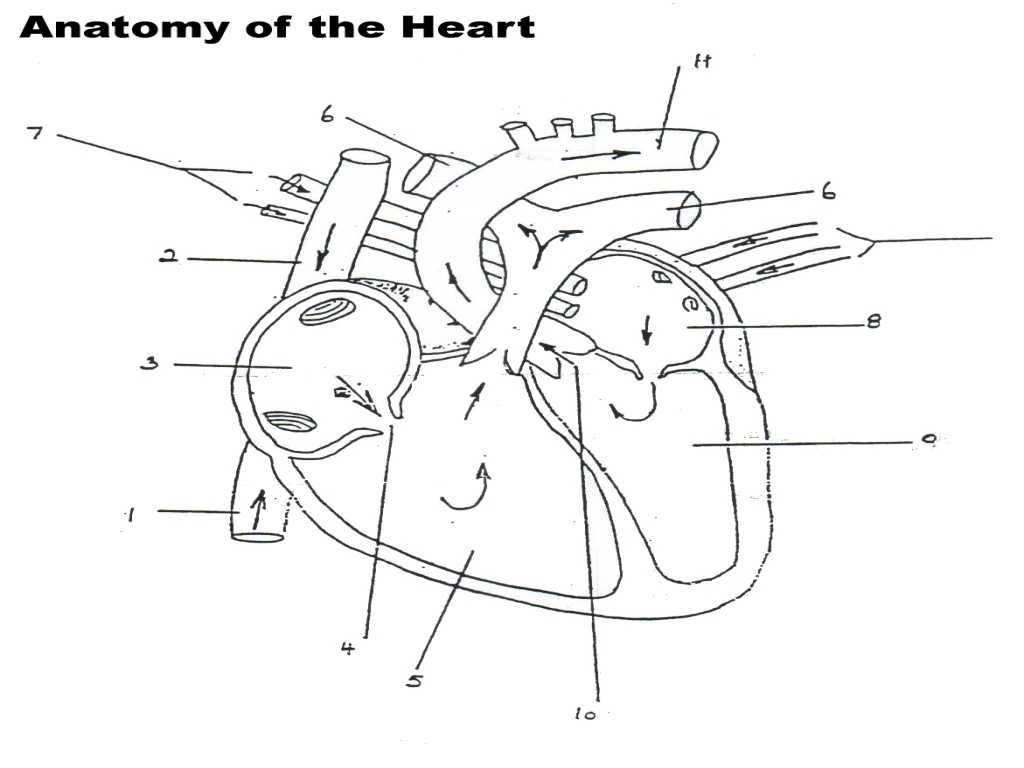 Heart Valves and the Cardiac Cycle Worksheet Answers as Well as Heart Anatomy Coloring Worksheet Structure the Human Answ