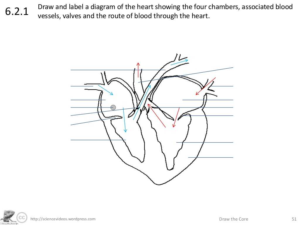 Heart Valves and the Cardiac Cycle Worksheet Answers or A Diagram the Heart Gallery Human Anatomy organs Diagra