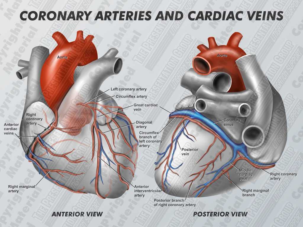 Heart Valves and the Cardiac Cycle Worksheet Answers or Diagram Coronary Veins Diagram Bing Images