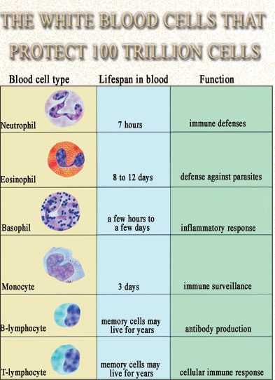 Human Blood Cell Typing Worksheet Answer Key as Well as Erythrocytes Google Search Types Of Cells