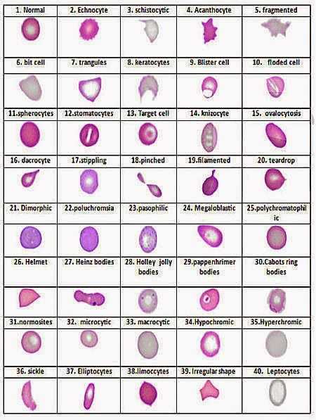 Human Blood Cell Typing Worksheet Answer Key or 333 Best Life Science Images On Pinterest