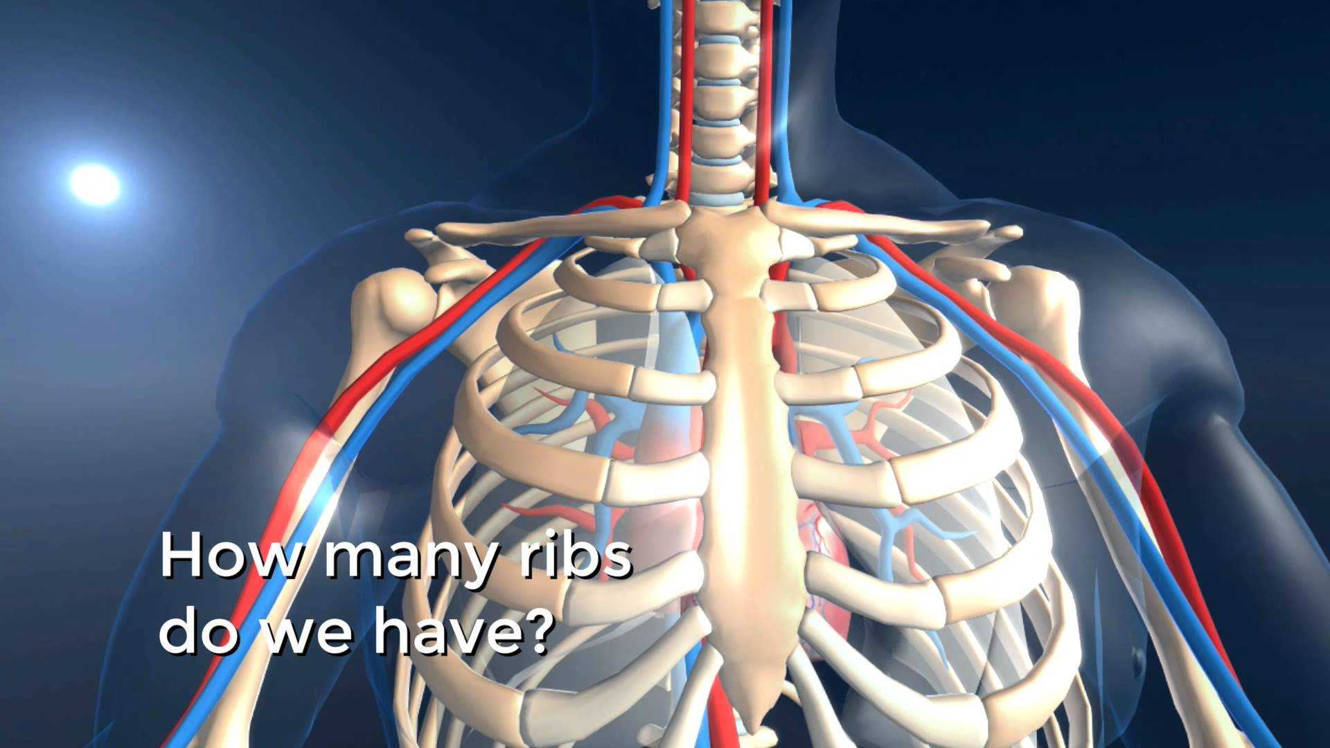 Human Heart Walk Thru Worksheet Answers as Well as Ausgezeichnet Beste 3d Anatomie software Bilder Menschliche
