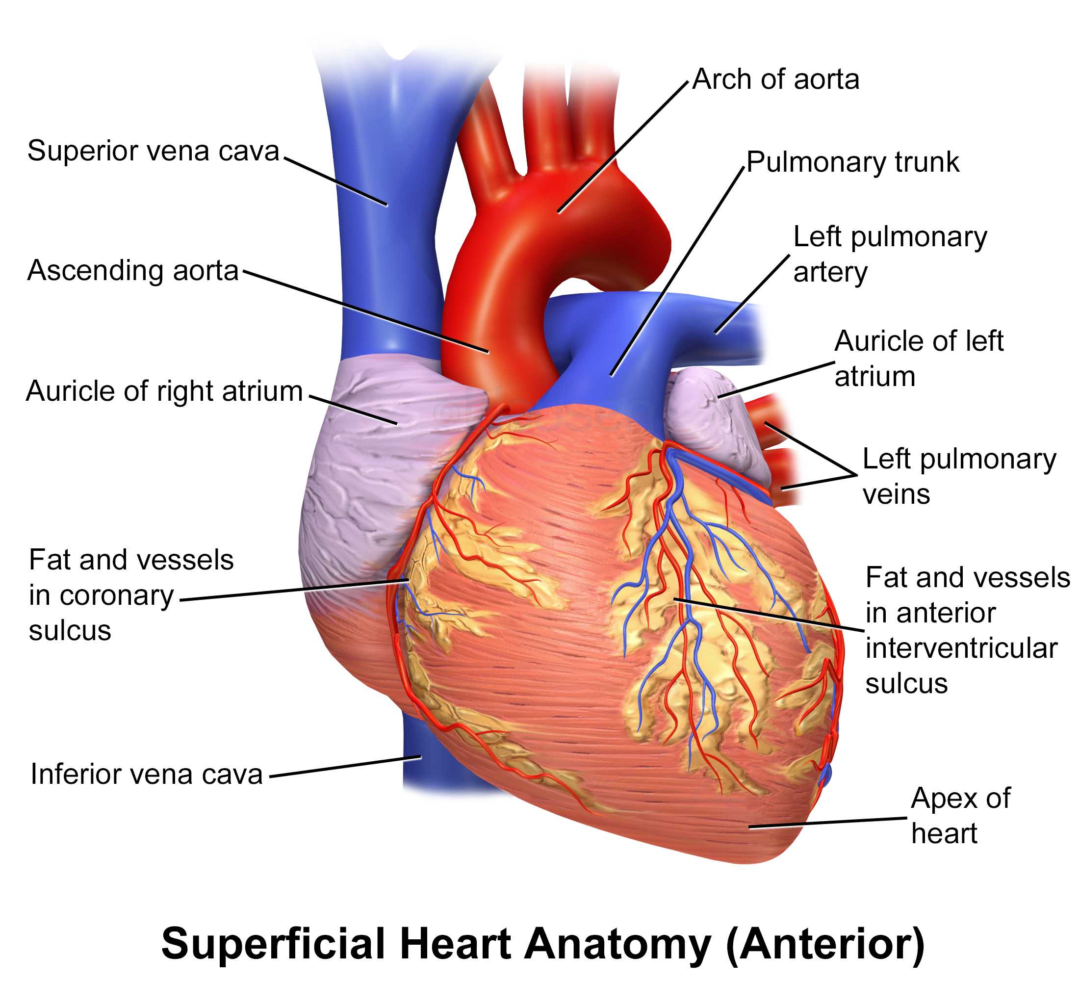 Human Heart Walk Thru Worksheet Answers together with Schön Ventrale Definition In Der Anatomie Fotos Menschliche