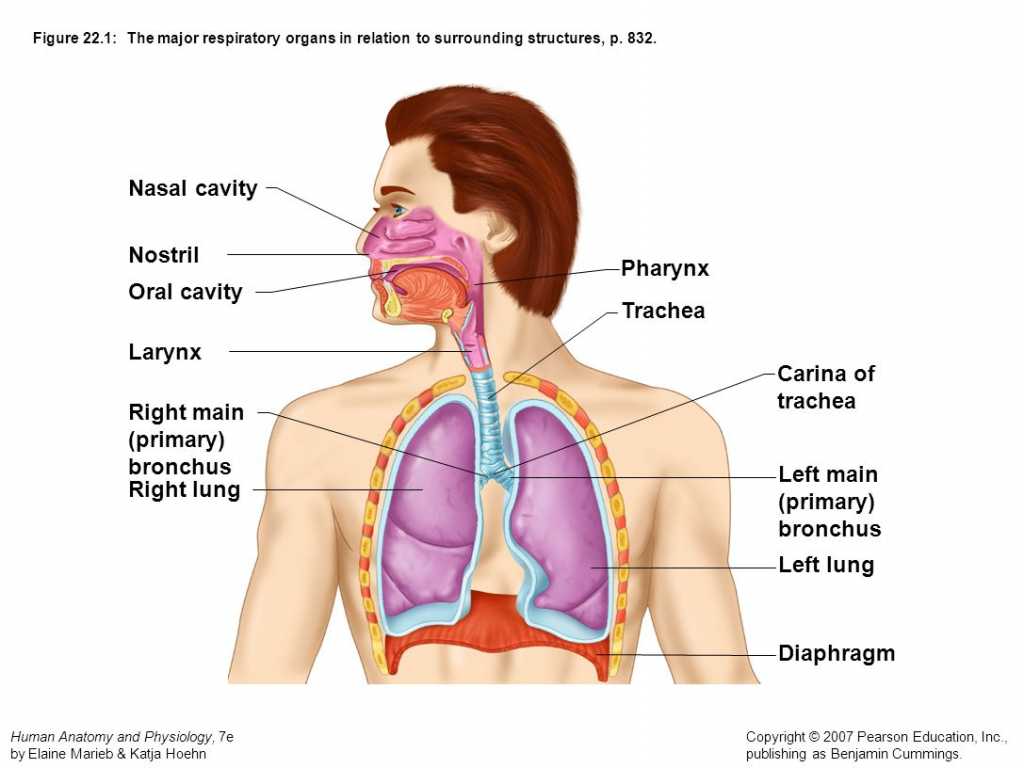Human Respiratory System Worksheet and the Respiratory System Anatomy Review Respiratory System Ana