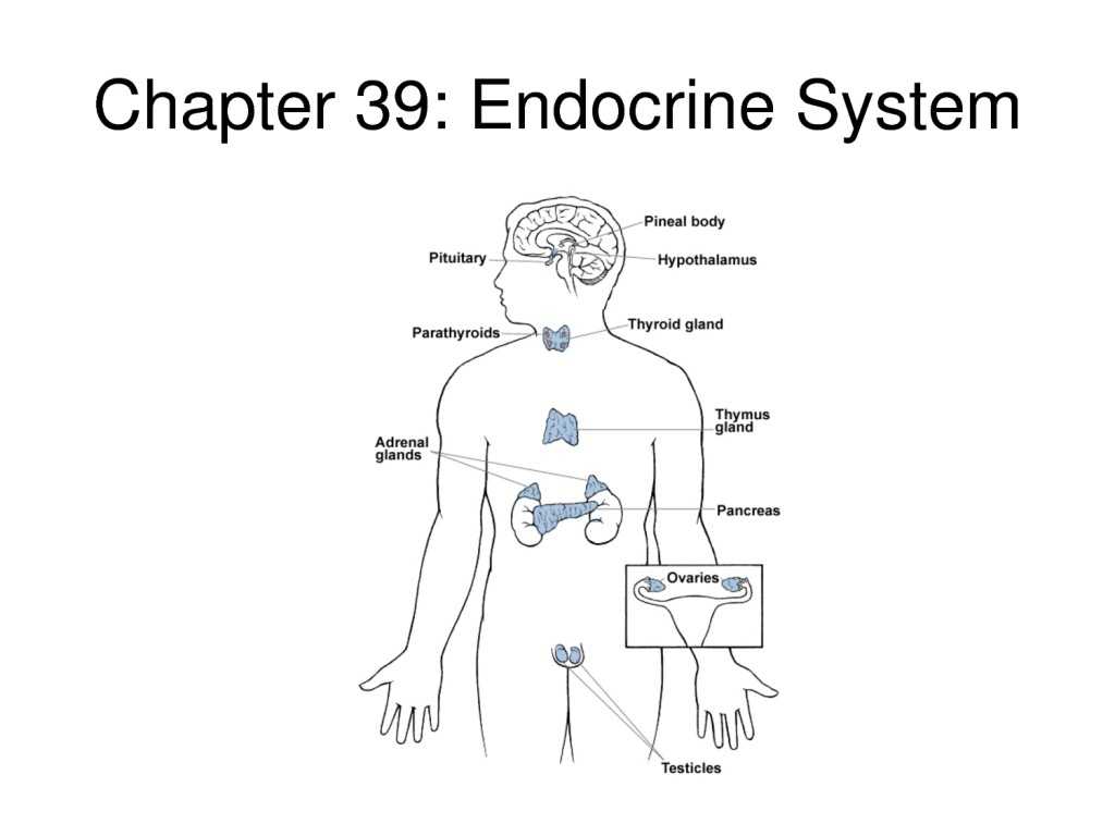 Human Respiratory System Worksheet as Well as Diagrams Endocrine System Diagram Labeled Labeled Endocrine