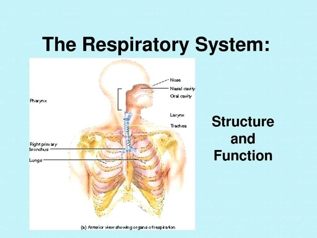 Human Respiratory System Worksheet or Respiratory System with Labels and Functions