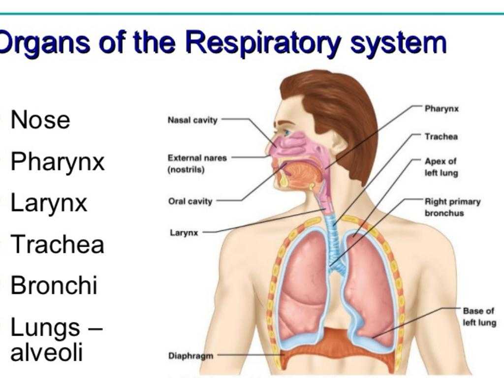 Human Respiratory System Worksheet with Copy Of Respiratory System by Madysen Roberts