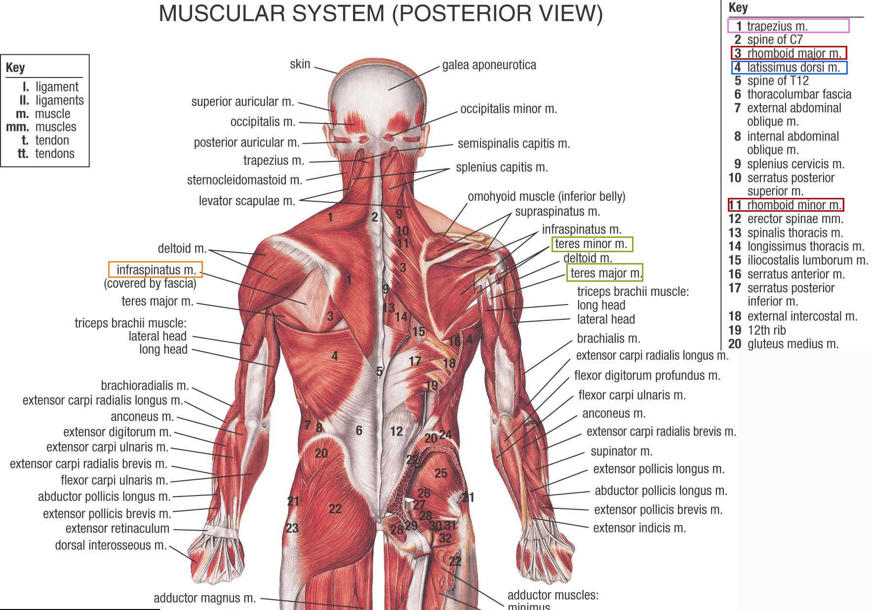 Inside the Living Body Worksheet Answers Also Erfreut Human Anatomy Chart Muscles Fotos Anatomie Von