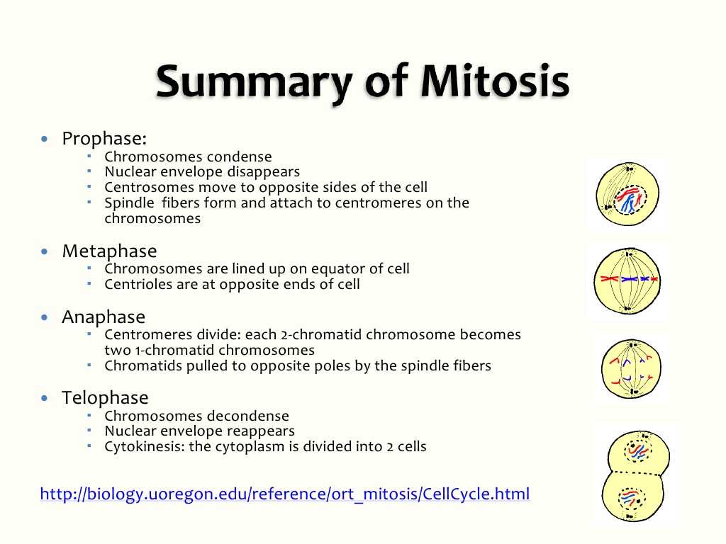 Meiosis 1 and Meiosis 2 Worksheet Answer Key and 25 Cell Cycle and Mitosis Ppt