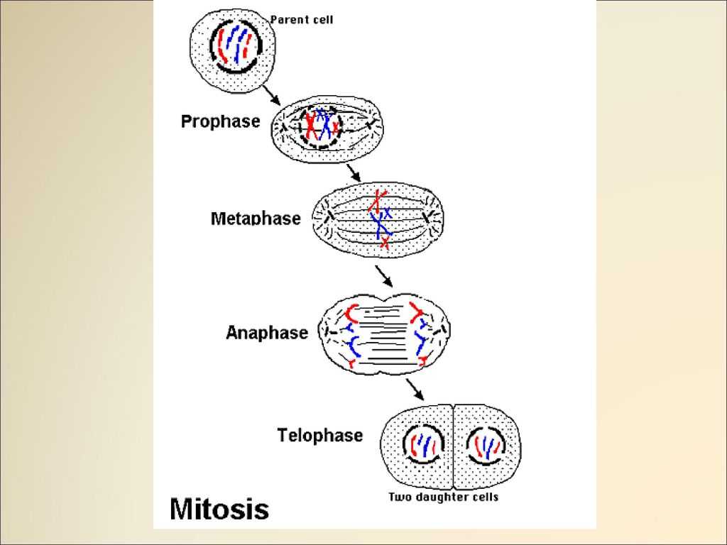Meiosis 1 and Meiosis 2 Worksheet Answer Key and Diagram Sel Kromosom Gallery How to Guide and Refrence