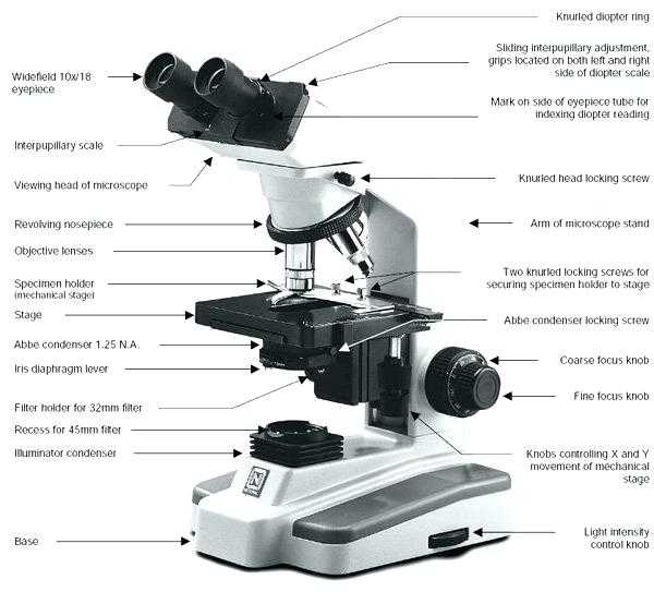 Microscope Parts and Use Worksheet Answers Along with Parts A Microscope Worksheet Answers Parts Microscope