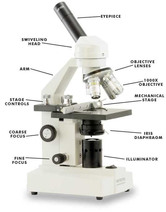 Microscope Parts and Use Worksheet Answers and 22 Best Learnt Images On Pinterest