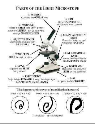 Microscope Parts and Use Worksheet Answers with Microscope Parts and Functions Worksheet the Best Worksheets Image