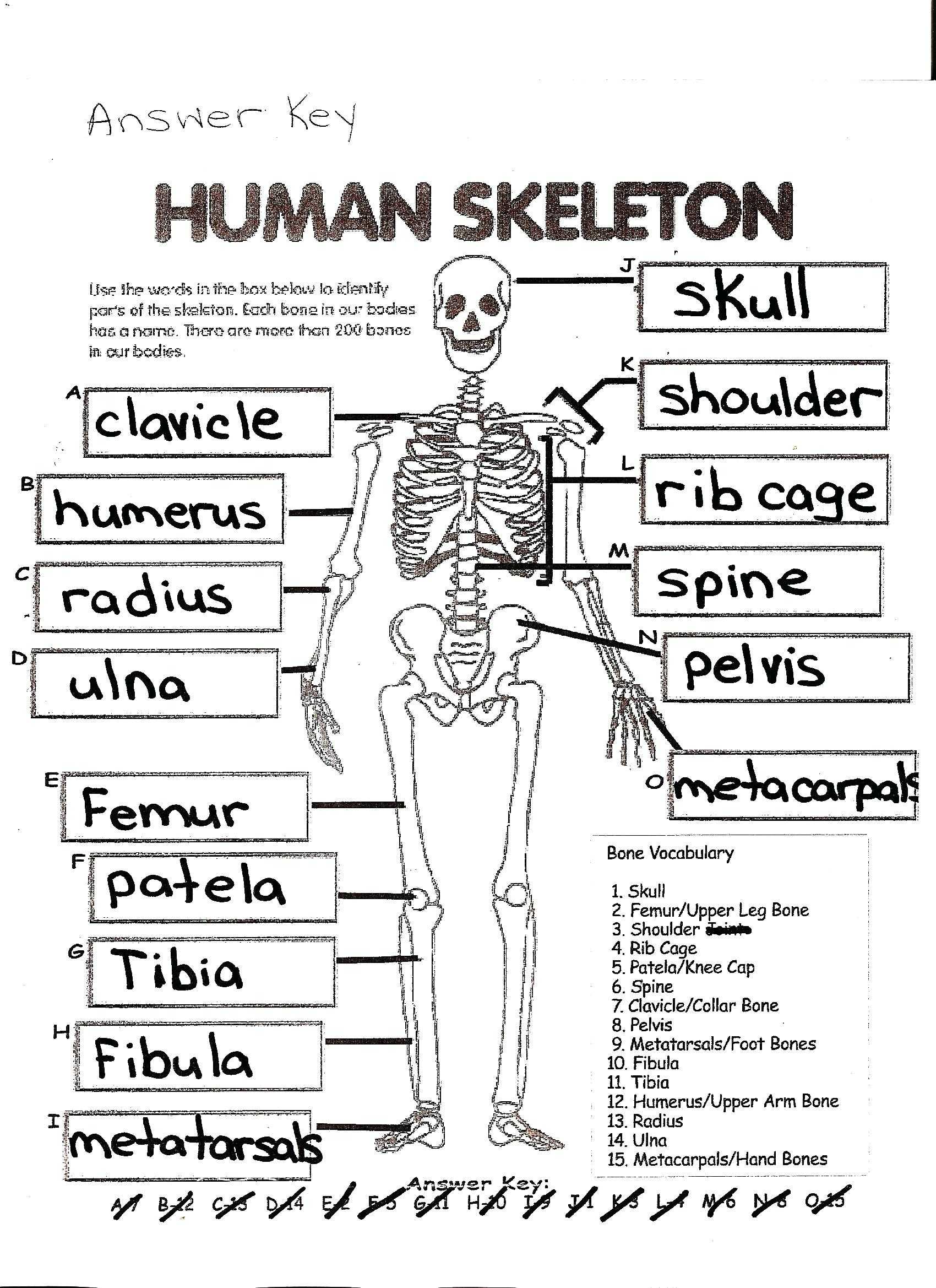 Milliken Publishing Company Worksheet Answers with Ungewöhnlich High School Anatomy and Physiology Worksheets Galerie
